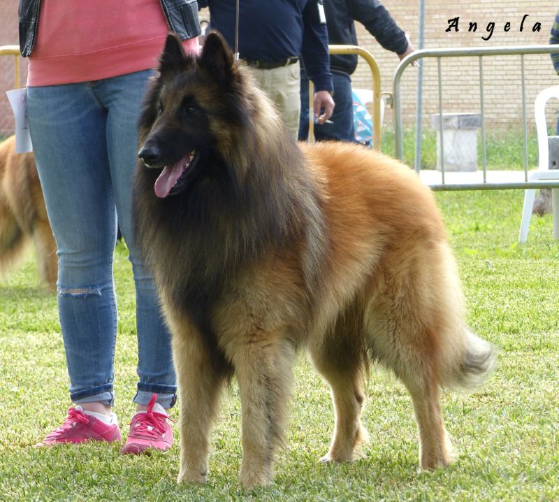 Protos del Clamiu EXc1 abierta machos y RCCPB